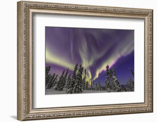 Aurora borealis, Northern Lights, near Fairbanks, Alaska-Stuart Westmorland-Framed Photographic Print