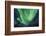 Aurora borealis, Northern Lights, near Fairbanks, Alaska-Stuart Westmorland-Framed Photographic Print