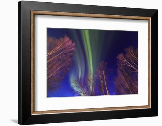 Aurora borealis, Northern Lights, near Fairbanks, Alaska-Stuart Westmorland-Framed Photographic Print