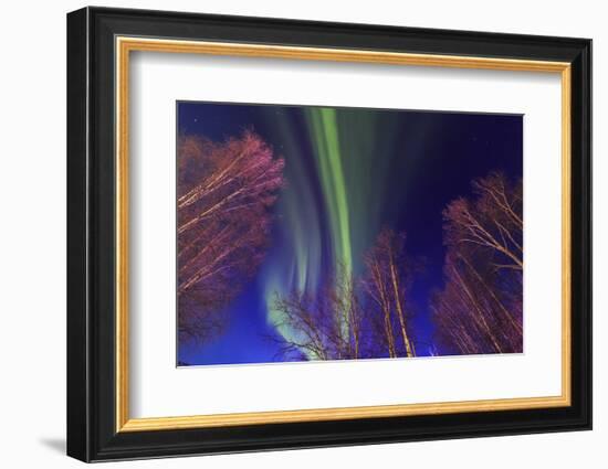 Aurora borealis, Northern Lights, near Fairbanks, Alaska-Stuart Westmorland-Framed Photographic Print