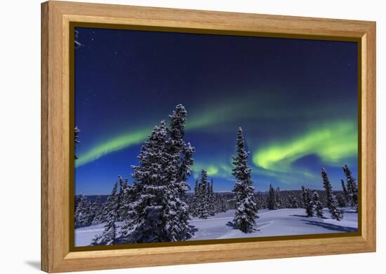 Aurora borealis, Northern Lights near Fairbanks, Alaska-Stuart Westmorland-Framed Premier Image Canvas