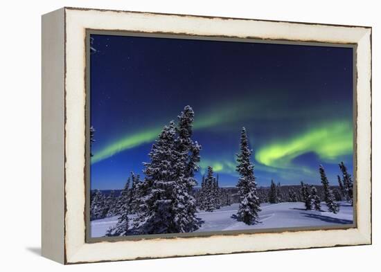 Aurora borealis, Northern Lights near Fairbanks, Alaska-Stuart Westmorland-Framed Premier Image Canvas