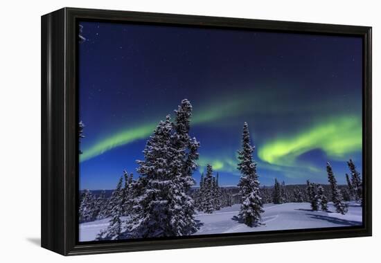 Aurora borealis, Northern Lights near Fairbanks, Alaska-Stuart Westmorland-Framed Premier Image Canvas