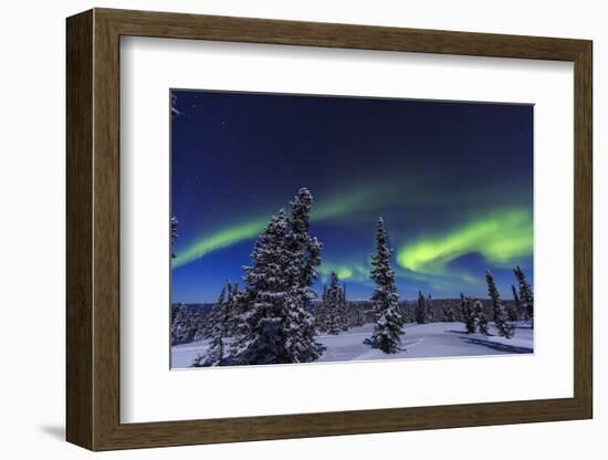 Aurora borealis, Northern Lights near Fairbanks, Alaska-Stuart Westmorland-Framed Photographic Print