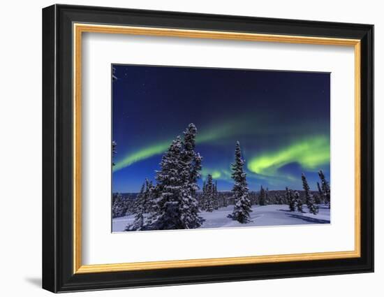 Aurora borealis, Northern Lights near Fairbanks, Alaska-Stuart Westmorland-Framed Photographic Print