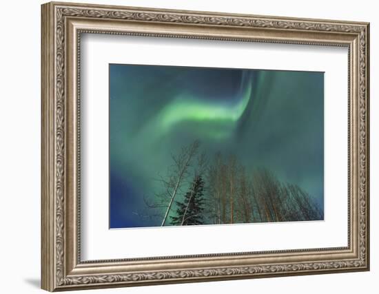 Aurora borealis, Northern Lights, near Fairbanks, Alaska-Stuart Westmorland-Framed Photographic Print