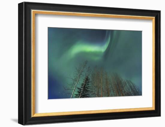 Aurora borealis, Northern Lights, near Fairbanks, Alaska-Stuart Westmorland-Framed Photographic Print