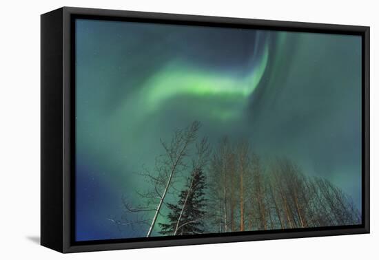 Aurora borealis, Northern Lights, near Fairbanks, Alaska-Stuart Westmorland-Framed Premier Image Canvas