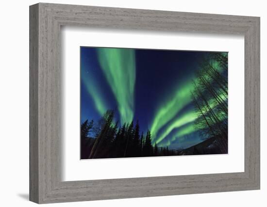 Aurora borealis, Northern Lights, near Fairbanks, Alaska-Stuart Westmorland-Framed Photographic Print