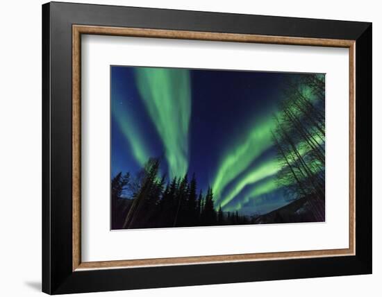 Aurora borealis, Northern Lights, near Fairbanks, Alaska-Stuart Westmorland-Framed Photographic Print