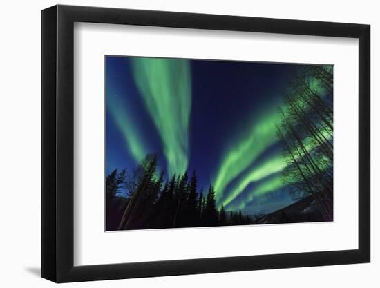 Aurora borealis, Northern Lights, near Fairbanks, Alaska-Stuart Westmorland-Framed Photographic Print