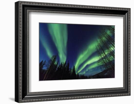 Aurora borealis, Northern Lights, near Fairbanks, Alaska-Stuart Westmorland-Framed Photographic Print