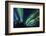 Aurora borealis, Northern Lights, near Fairbanks, Alaska-Stuart Westmorland-Framed Photographic Print