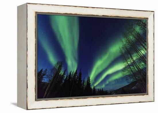 Aurora borealis, Northern Lights, near Fairbanks, Alaska-Stuart Westmorland-Framed Premier Image Canvas