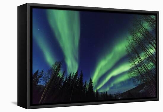 Aurora borealis, Northern Lights, near Fairbanks, Alaska-Stuart Westmorland-Framed Premier Image Canvas