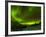 Aurora Borealis (Northern Lights) Seen over a Snow Covered Road, Troms, North Norway, Scandinavia, -Neale Clark-Framed Photographic Print