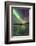 Aurora Borealis on the Frozen Lagoon of Jaegervatnet, Stortind, Lyngen Alps, Troms, Lapland, Norway-Roberto Moiola-Framed Photographic Print