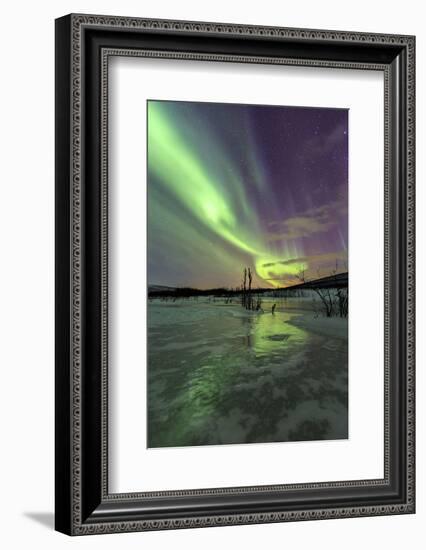 Aurora Borealis on the Frozen Lagoon of Jaegervatnet, Stortind, Lyngen Alps, Troms, Lapland, Norway-Roberto Moiola-Framed Photographic Print