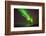 Aurora Borealis or Northern Lights, Iceland-Arctic-Images-Framed Photographic Print