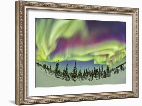 Aurora Borealis over Churchill, Manitoba, Canada-Stocktrek Images-Framed Photographic Print