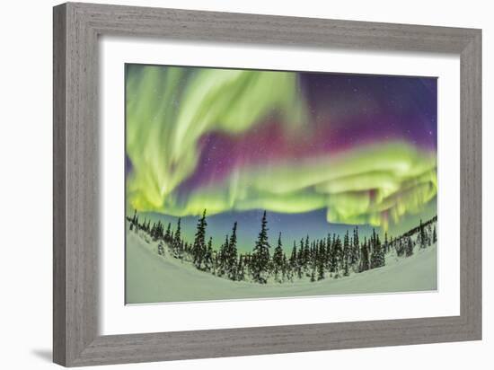 Aurora Borealis over Churchill, Manitoba, Canada-Stocktrek Images-Framed Photographic Print