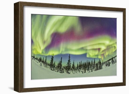 Aurora Borealis over Churchill, Manitoba, Canada-Stocktrek Images-Framed Photographic Print