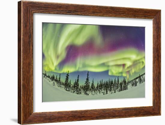 Aurora Borealis over Churchill, Manitoba, Canada-Stocktrek Images-Framed Photographic Print