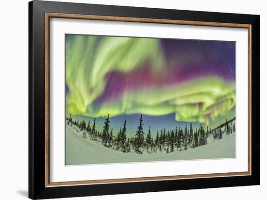 Aurora Borealis over Churchill, Manitoba, Canada-Stocktrek Images-Framed Photographic Print