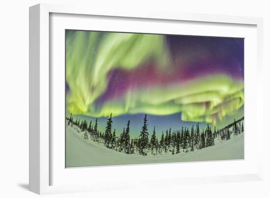 Aurora Borealis over Churchill, Manitoba, Canada-Stocktrek Images-Framed Photographic Print