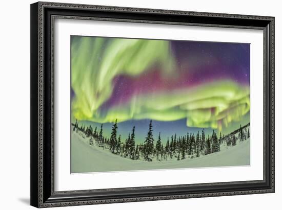 Aurora Borealis over Churchill, Manitoba, Canada-Stocktrek Images-Framed Photographic Print