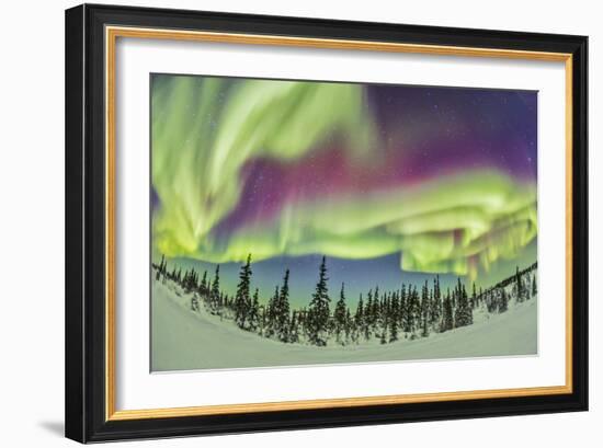 Aurora Borealis over Churchill, Manitoba, Canada-Stocktrek Images-Framed Photographic Print