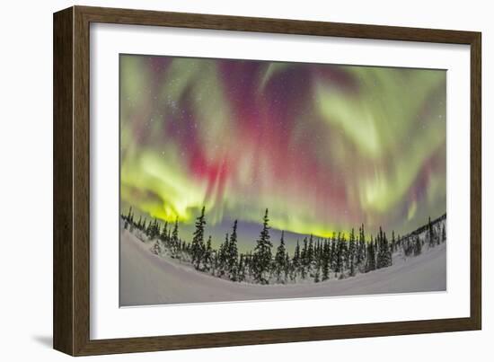 Aurora Borealis over Churchill, Manitoba, Canada-Stocktrek Images-Framed Photographic Print