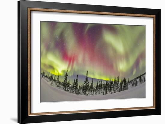 Aurora Borealis over Churchill, Manitoba, Canada-Stocktrek Images-Framed Photographic Print