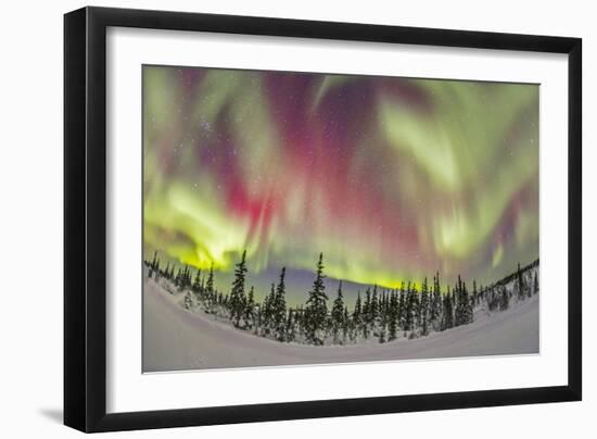 Aurora Borealis over Churchill, Manitoba, Canada-Stocktrek Images-Framed Photographic Print