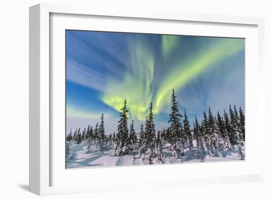 Aurora Borealis over the Trees in Churchill, Manitoba, Canada-Stocktrek Images-Framed Photographic Print