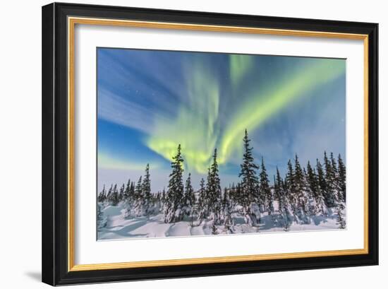 Aurora Borealis over the Trees in Churchill, Manitoba, Canada-Stocktrek Images-Framed Photographic Print