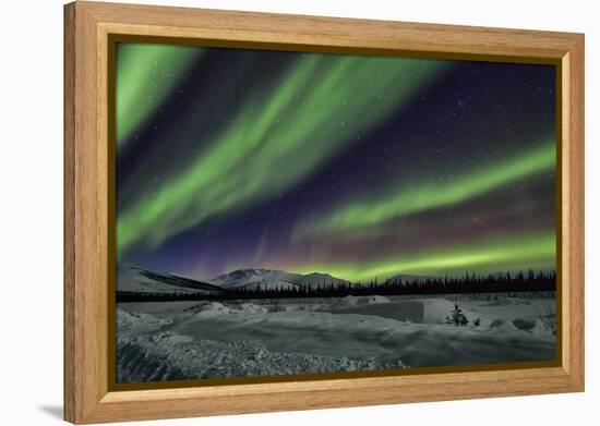 Aurora Borealis V-Larry Malvin-Framed Premier Image Canvas