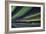 Aurora Borealis V-Larry Malvin-Framed Photographic Print