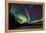 Aurora Borealis VI-Larry Malvin-Framed Premier Image Canvas