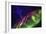 Aurora Borealis with the Milky Way Galaxy.-Arctic-Images-Framed Photographic Print