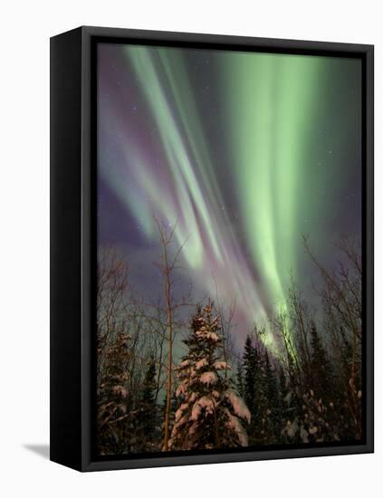 Aurora Borealis with Trees, Whitehorse, Yukon, Canada-Stocktrek Images-Framed Premier Image Canvas