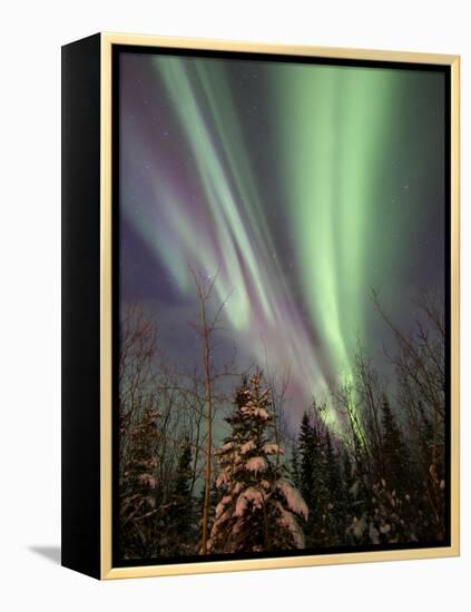 Aurora Borealis with Trees, Whitehorse, Yukon, Canada-Stocktrek Images-Framed Premier Image Canvas