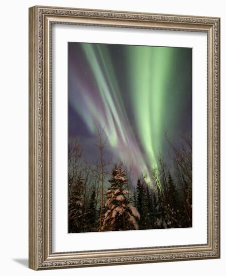 Aurora Borealis with Trees, Whitehorse, Yukon, Canada-Stocktrek Images-Framed Photographic Print