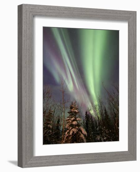 Aurora Borealis with Trees, Whitehorse, Yukon, Canada-Stocktrek Images-Framed Photographic Print