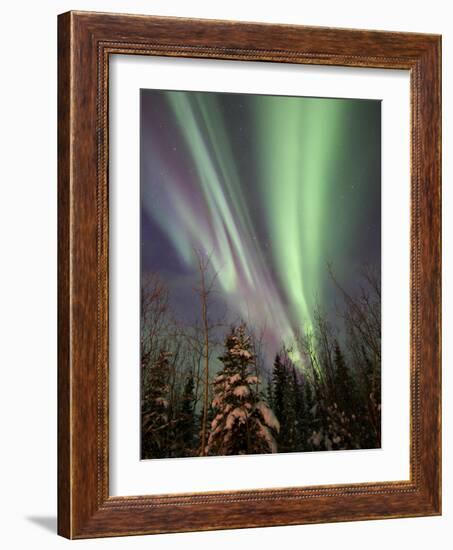 Aurora Borealis with Trees, Whitehorse, Yukon, Canada-Stocktrek Images-Framed Photographic Print