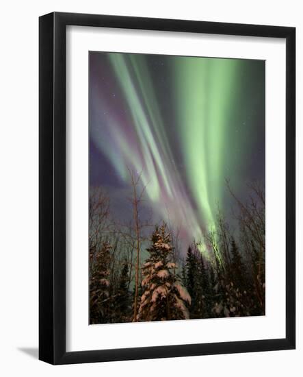 Aurora Borealis with Trees, Whitehorse, Yukon, Canada-Stocktrek Images-Framed Photographic Print