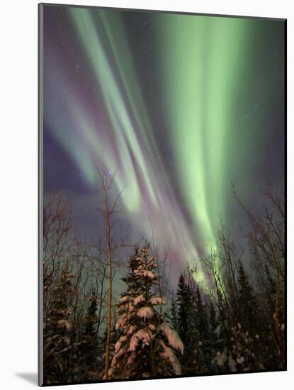 Aurora Borealis with Trees, Whitehorse, Yukon, Canada-Stocktrek Images-Mounted Photographic Print