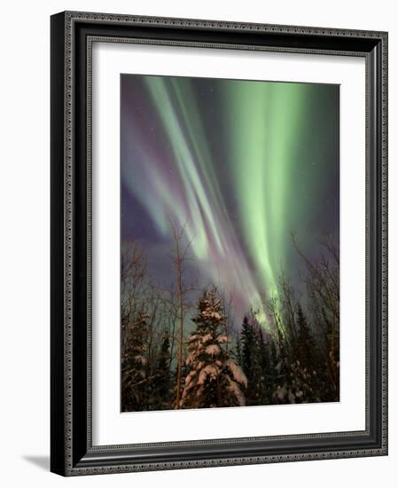 Aurora Borealis with Trees, Whitehorse, Yukon, Canada-Stocktrek Images-Framed Photographic Print