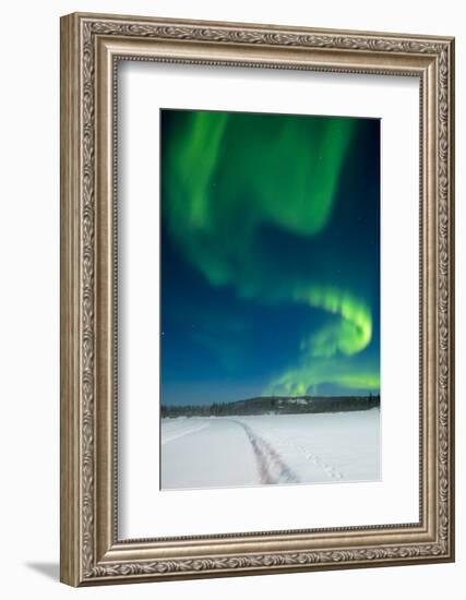 Aurora Borealis, Yellowknife, Northwest Territories, Canada.-Michael DeFreitas-Framed Photographic Print