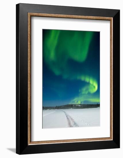 Aurora Borealis, Yellowknife, Northwest Territories, Canada.-Michael DeFreitas-Framed Photographic Print